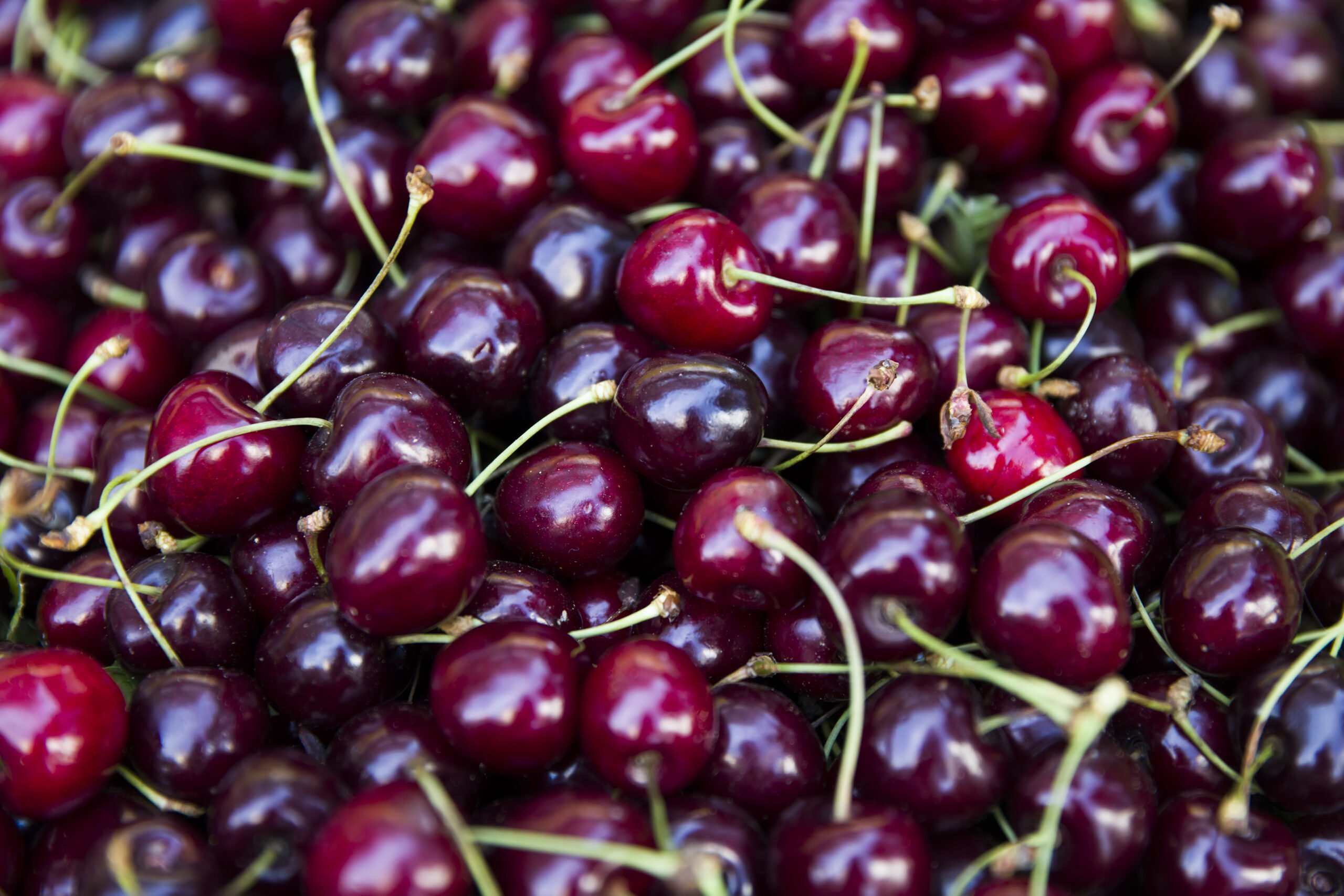 Close up of pile of ripe cherries with stalks